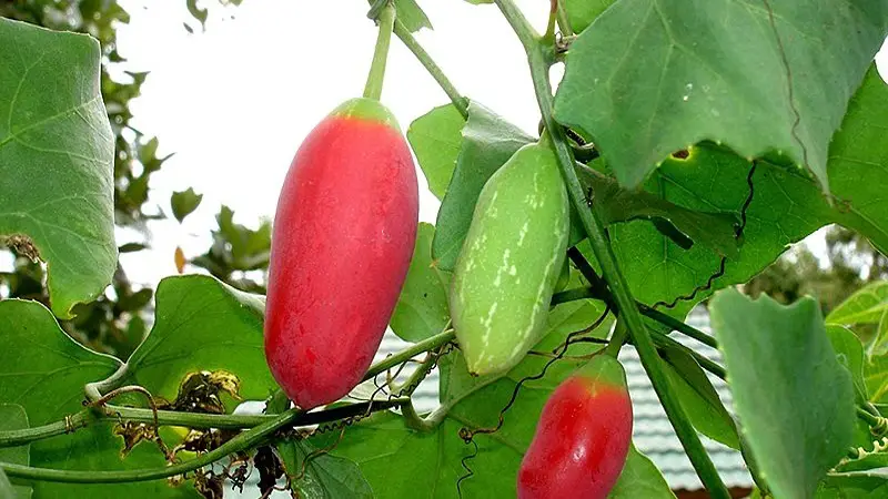 তেলাকুচার ঔষধিগুণ তেলাকুচার ঔষধিগুণ