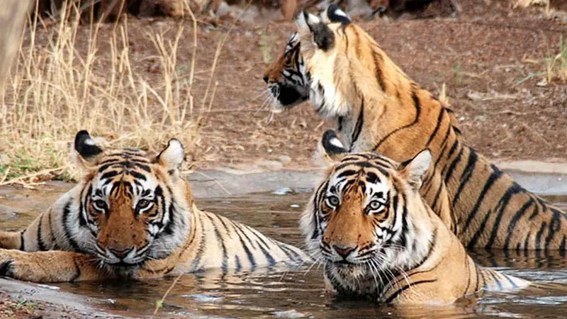 বার্ড ফ্লুতে প্রাণ গেল ৪৭টি বাঘ, ৩টি সিংহের বার্ড ফ্লুতে প্রাণ গেল ৪৭টি বাঘ, ৩টি সিংহের