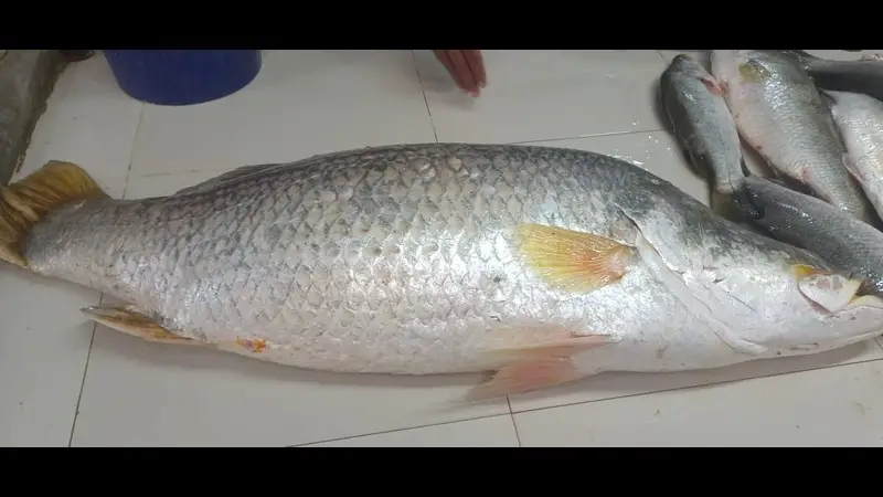 ১৮ কেজির কোরাল বিক্রি ২০ হাজারে ১৮ কেজির কোরাল বিক্রি ২০ হাজারে