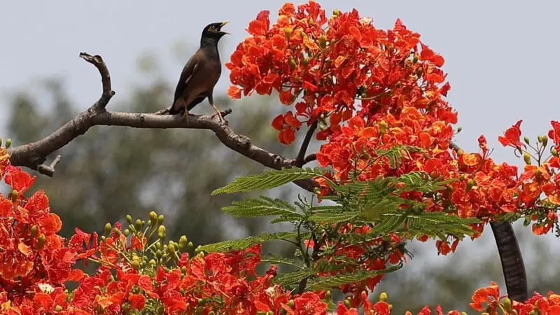 কৃষ্ণচূড়ার রক্তিম রূপে রাঙামাটির বাঘাইছড়ি
