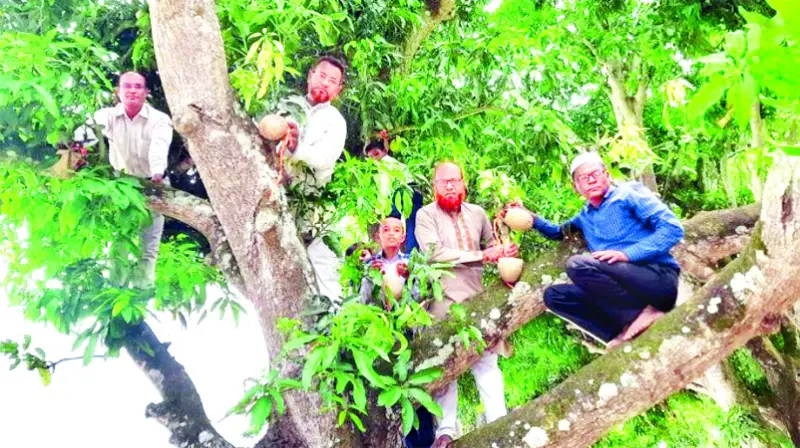 গাছের ডালে কৃত্রিম বাসা, কারিগর সুধীজন ও শিক্ষকরা গাছের ডালে কৃত্রিম বাসা, কারিগর সুধীজন ও শিক্ষকরা