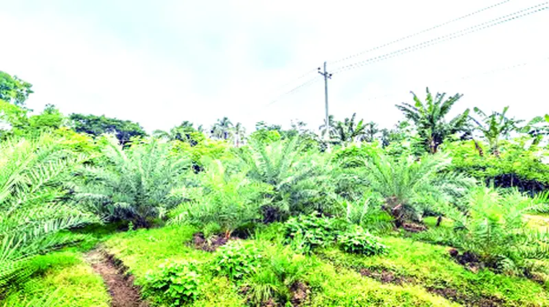 এক গাছ দেবে ১২ থেকে ১৬ লিটার রস, মিলবে আগামী মৌসুমে এক গাছ দেবে ১২ থেকে ১৬ লিটার রস, মিলবে আগামী মৌসুমে