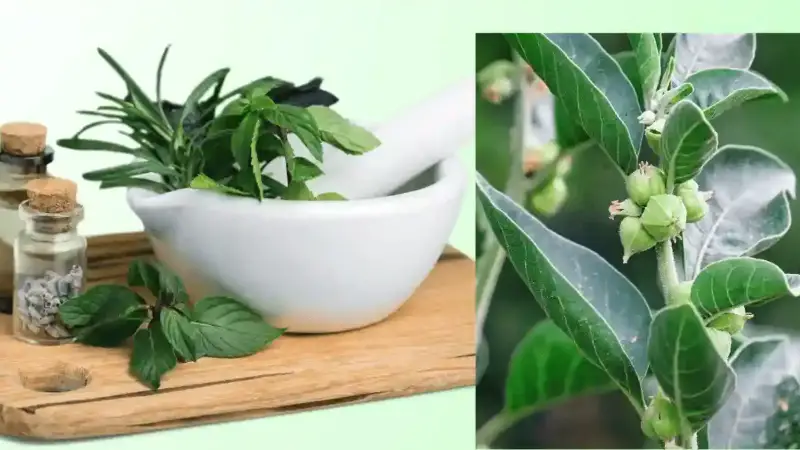 এই ৩টি ভেষজ উপাদান প্রতিদিন খেলেই বাড়ে রোগপ্রতিরোধ ক্ষমতা এই ৩টি ভেষজ উপাদান প্রতিদিন খেলেই বাড়ে রোগপ্রতিরোধ ক্ষমতা
