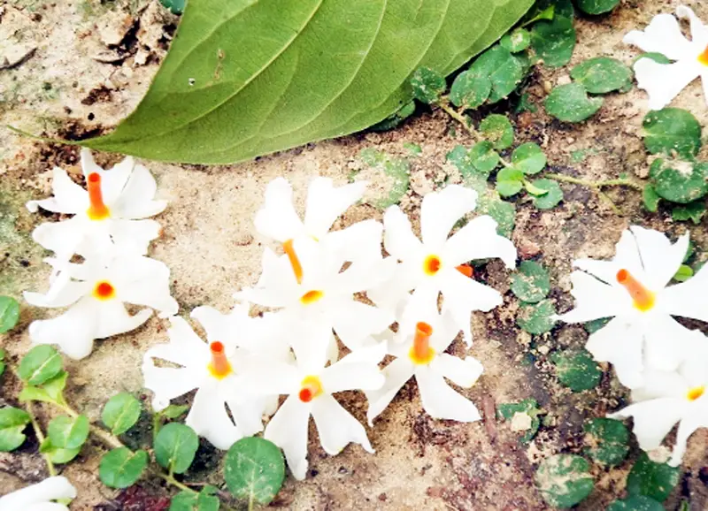 শিউলি ফোটার দিন শিউলি ফোটার দিন