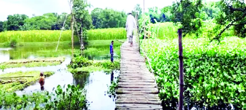 নড়বড়ে বাঁশের সাঁকোই ভরসা নড়বড়ে বাঁশের সাঁকোই ভরসা