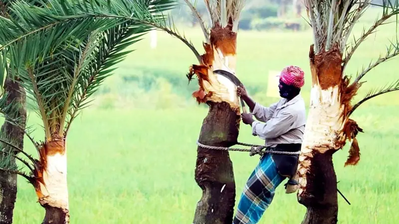 খেজুরের রস সংগ্রহে ব্যস্ত গাছিরা খেজুরের রস সংগ্রহে ব্যস্ত গাছিরা