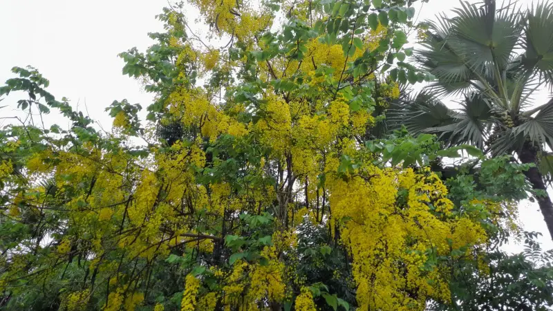 নাঙ্গলকোটে সৌন্দর্য ছড়ানো সোনালু ফুল এখন বিলুপ্তির পথে নাঙ্গলকোটে সৌন্দর্য ছড়ানো সোনালু ফুল এখন বিলুপ্তির পথে