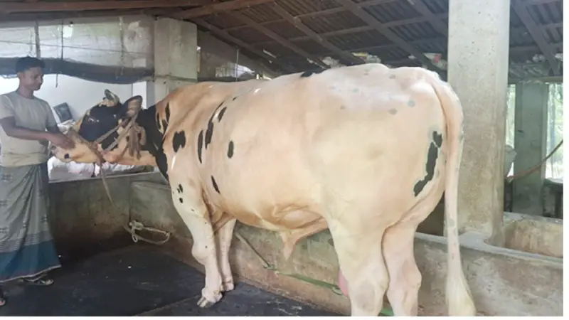 প্রতিদিন ৭০ কেজি খাবার খায় ৩০ মণ ওজনের ‘ফণী’ প্রতিদিন ৭০ কেজি খাবার খায় ৩০ মণ ওজনের ‘ফণী’