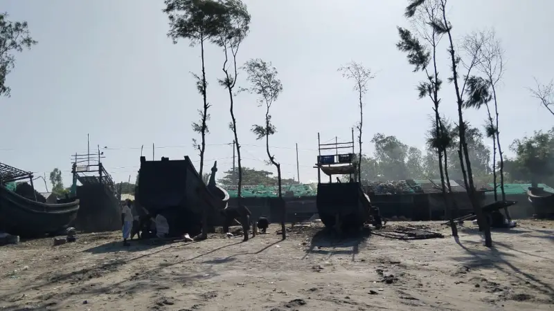 কুতুবদিয়ায় ঝাউবন নিধন - মাদার ট্রি এনে তৈরি হচ্ছে নৌকা