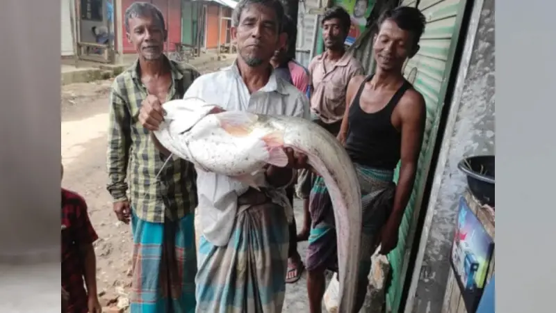 মিরসরাইয়ে বড়শিতে ধরা পড়ল ১২ কেজি ওজনের বোয়াল