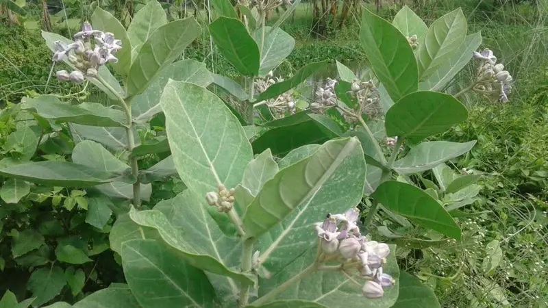 ঝিনাইগাতীর পাহাড়ি অঞ্চলে হারিয়ে যাচ্ছে ঔষধি গাছ আকন্দ ঝিনাইগাতীর পাহাড়ি অঞ্চলে হারিয়ে যাচ্ছে ঔষধি গাছ আকন্দ