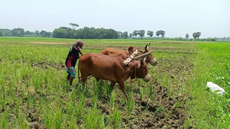 আধুনিক প্রযুক্তির ভিড়ে হারিয়ে গেছে ঐতিহ্যবাহী গরু-মহিষের হাল চাষ আধুনিক প্রযুক্তির ভিড়ে হারিয়ে গেছে ঐতিহ্যবাহী গরু-মহিষের হাল চাষ