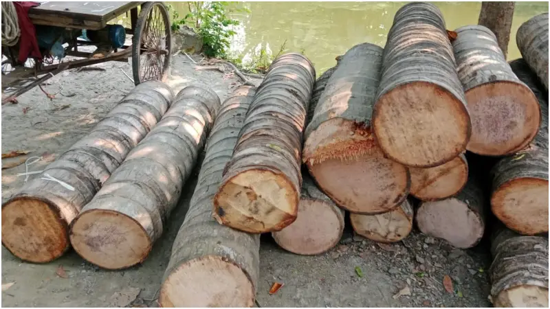 মসজিদের গাছ কেটে নেয়ার অভিযোগ মসজিদের গাছ কেটে নেয়ার অভিযোগ