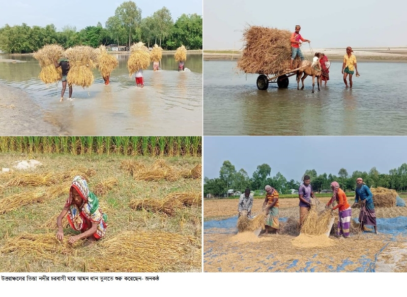 ঘরে ধান তুলতে শুরু করেছে তিস্তার চরবাসী ঘরে ধান তুলতে শুরু করেছে তিস্তার চরবাসী