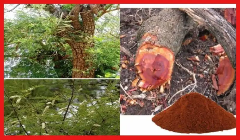 পানের এক অনন্য উপাদান খয়ের, জেনে নিন কিভাবে তৈরী হয় পানের এক অনন্য উপাদান খয়ের, জেনে নিন কিভাবে তৈরী হয়