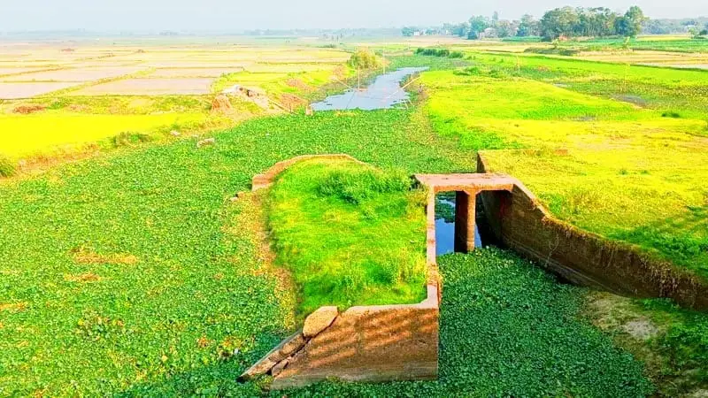 ফসলি জমিতে নদীর কচুরিপানা, দুর্ভোগে ৩০ হাজার কৃষক ফসলি জমিতে নদীর কচুরিপানা, দুর্ভোগে ৩০ হাজার কৃষক