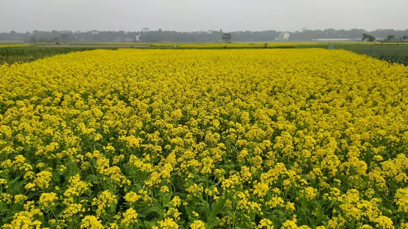প্রকৃতির অলংকার সরিষা ফুল প্রকৃতির অলংকার সরিষা ফুল