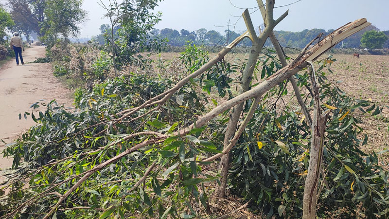 দুই বছরের পরিচর্যার ফল নষ্ট, ক্ষোভে ফুঁসছে এলাকাবাসী