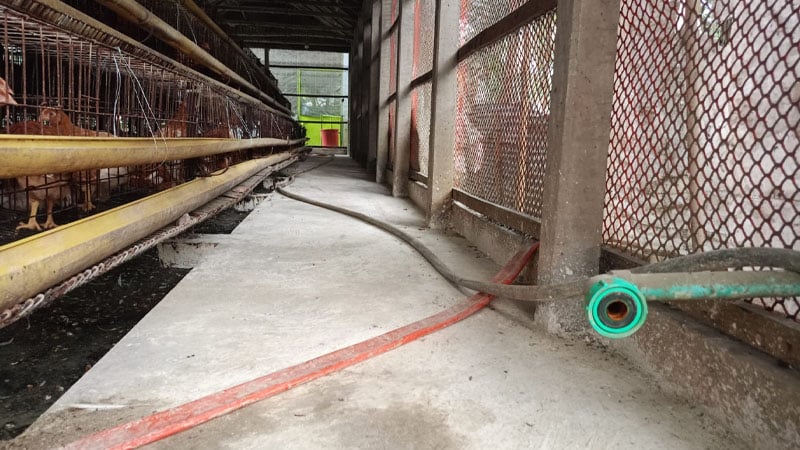 ইসলামপুরে দুই পোল্ট্রি খামারে চুরি, দিশেহারা খামারিরা