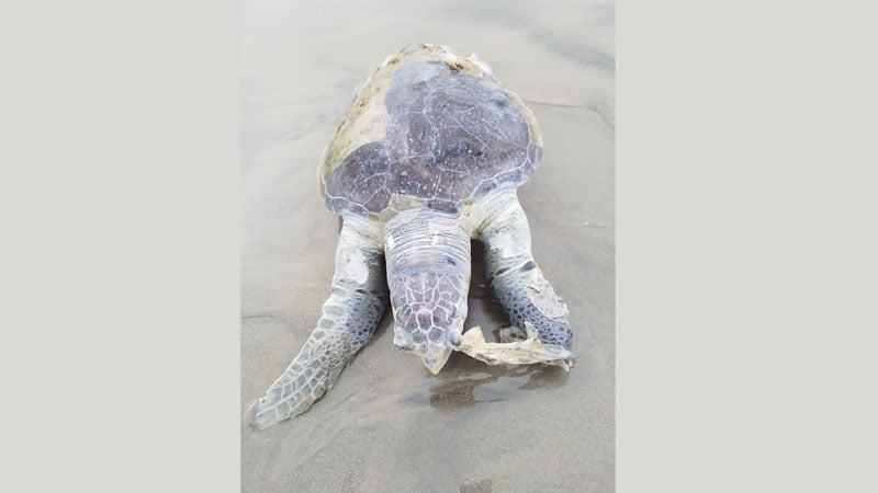 কুয়াকাটা সৈকতে ভেসে আসল বিরল প্রজাতির মৃত কচ্ছপ