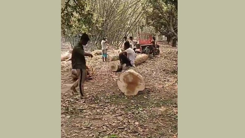 গাছ কাটতে গিয়ে ধরা পড়ল চক্র, আদালতের নির্দেশে কারাগার