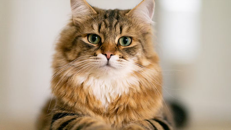 সাইবেরিয়ান বিড়ালের বাংলাদেশের আবহাওয়ায় খাপ খাওয়া ও যত্ন