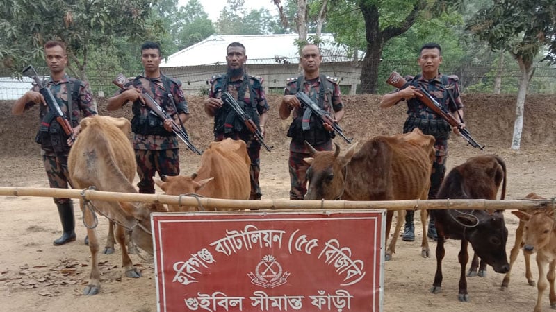 হবিগঞ্জে ৫টি ভারতীয় গরু ও ৪৮ বোতল মদ জব্দ