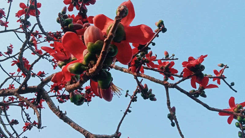 বসন্তের রক্তিম সৌন্দর্য 