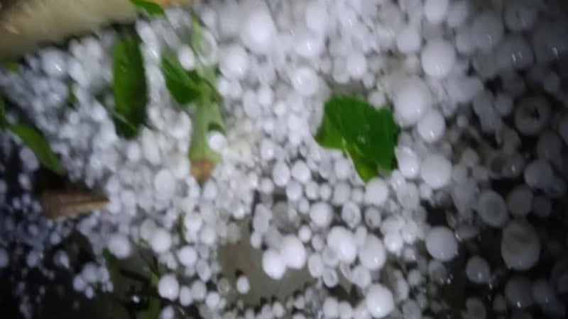 নেত্রকোনায় ঝড়ো হাওয়া ও শিলা বৃষ্টি হয়েছে