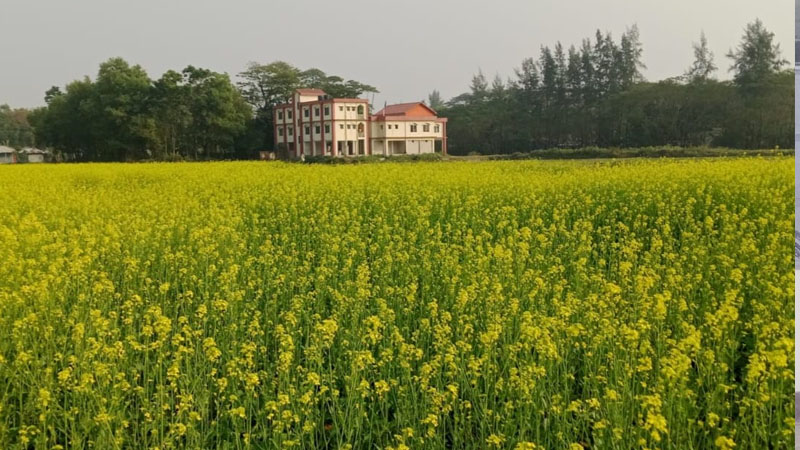কৃষকের মুখে হাসি, রামগতিতে সরিষার বাম্পার ফলন