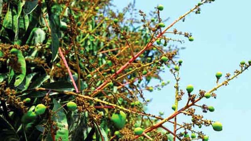 রাজশাহী অঞ্চলে গাছে গাছে আমের গুটি