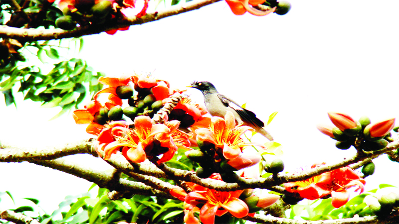 যশোরের গ্রামে শিমুলের অভূতপূর্ব জাগরণ