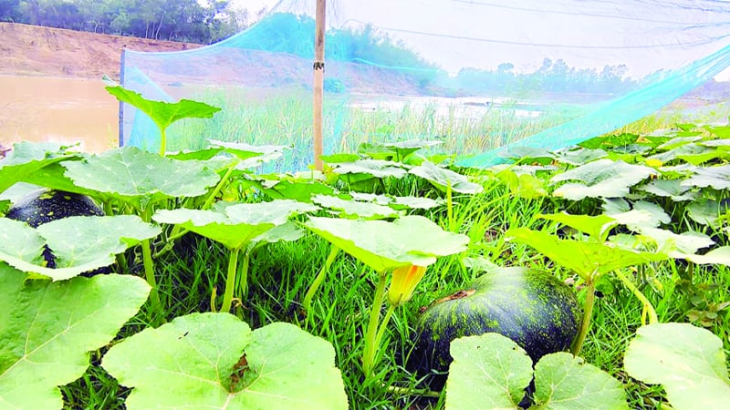সবুজের সমারোহে দুলছে কৃষকের স্বপ্ন
