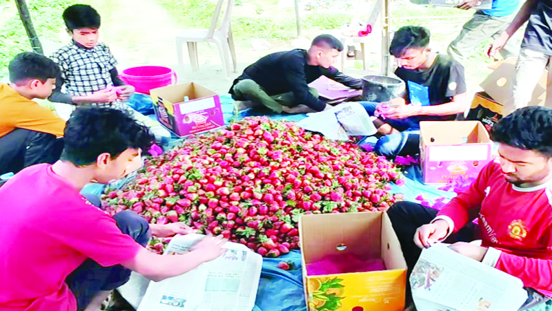 এক সময়ের নিঃস্ব হাসান এখন স্ট্রবেরি চাষ করে কোটিপতি