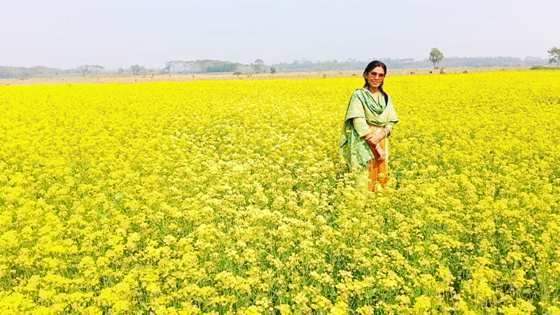 পিরোজপুরে সরিষার বাম্পার ফলন