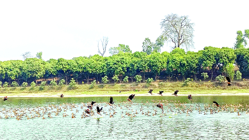 রামরাই দীঘি অতিথি পাখির অভয়াশ্রম