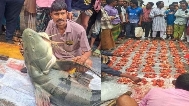 গাইবান্ধায় ব্রহ্মপুত্রে ধরা পড়ল ৯০ কেজি ওজনের বাঘাইড়