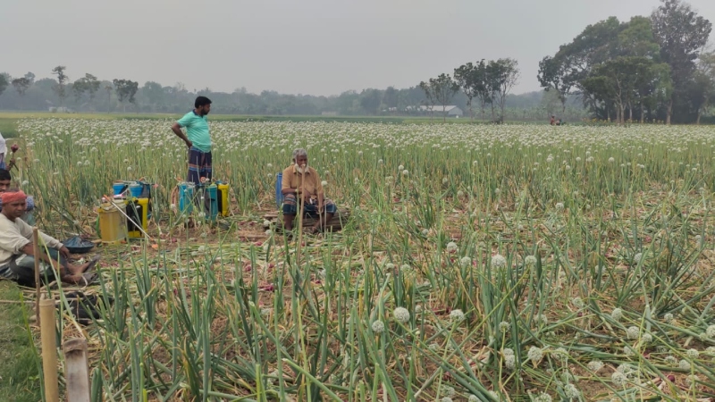পেঁয়াজ বীজে রাতের নাশকতা, লাখো টাকার ক্ষতি