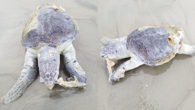 কুয়াকাটায় বিরল প্রজাতির মৃত কচ্ছপ উদ্ধার