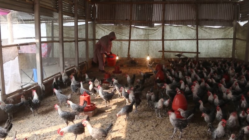 চাকরি ছেড়ে খামার, মুরগির বাচ্চা উৎপাদনে সফল উদ্যোক্তা খুশি