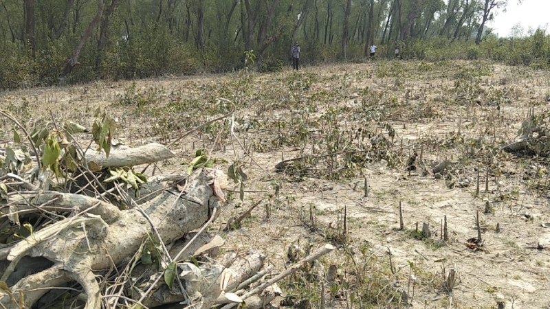 বনের গাছ কাটতে বাধা, হাতিয়ায় বন প্রহরীদের ওপর হামলার অভিযোগ