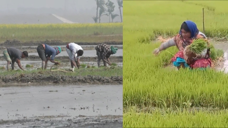 তীব্র শীত উপেক্ষা করে নড়াইলে বোরো ধান চাষে ব্যস্ত কৃষকরা, বাড়ছে আবাদ
