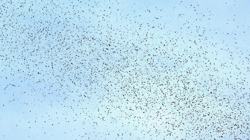 বিস্ফোরণের পর লেবাননের আকাশে লিফলেট ছুড়ল ইসরায়েল, যা লেখা ছিল