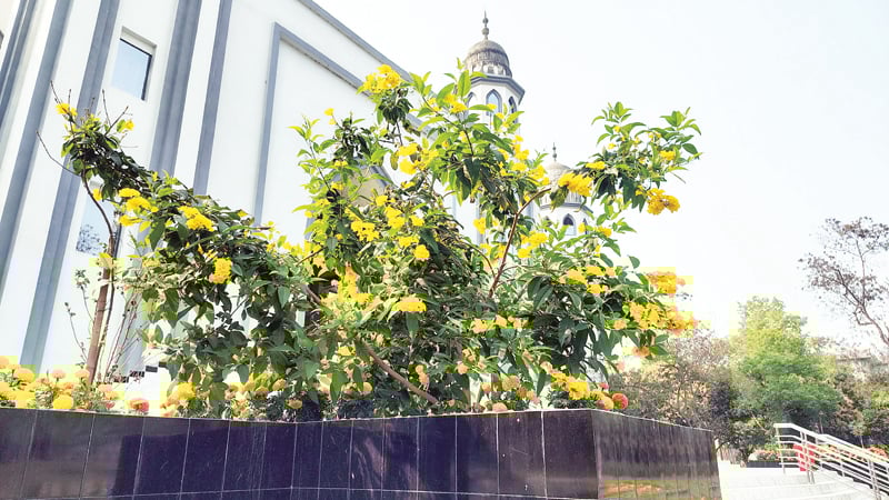 শিক্ষার্থীশূন্য ক্যাম্পাসে বসন্তের আগমন