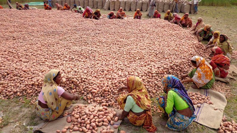 ঠাকুরগাঁওয়ে আলুর কেজি ৩ টাকা, দিশেহারা কৃষক 