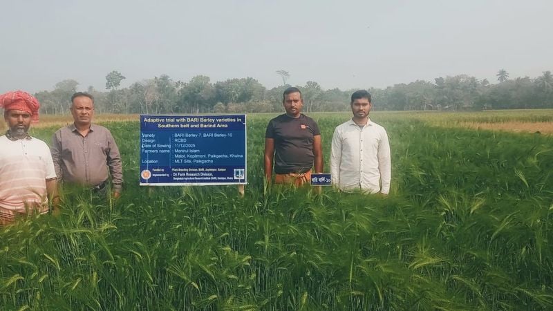 লবণাক্ত মাটিতে সবুজ বিপ্লব