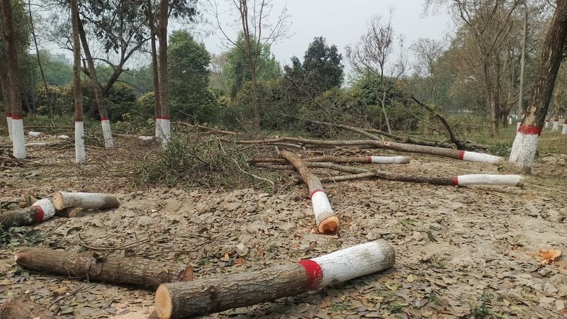 বেরোবি প্রশাসনের হস্তক্ষেপে নির্বিচারে কাটা হচ্ছে গাছ, সমালোচনার মুখে উপাচার্য