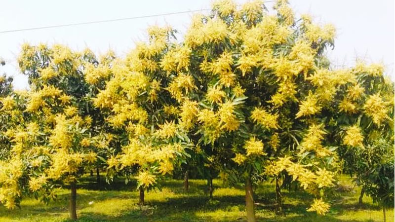 মেহেরপুরে আমের মুকুলে ভরে উঠেছে বাগান, বাম্পার ফলনের আশা চাষিদের