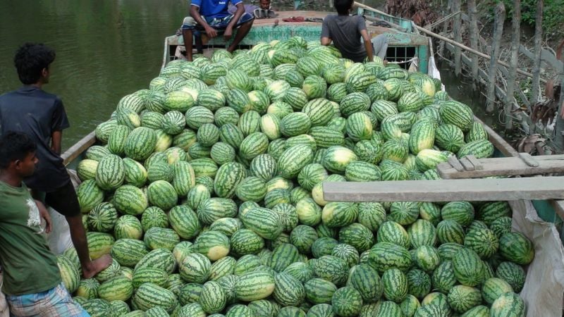 বাকেরগঞ্জের চরাঞ্চলের তরমুজ যাচ্ছে রাজধানীসহ দেশের বিভিন্ন প্রান্তে