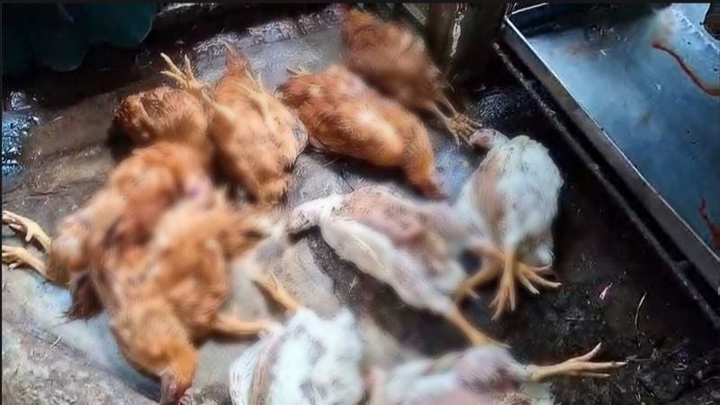 মৃত মুরগী বিক্রির জন্য সংরক্ষণ, চাঁদপুরে ৪ প্রতিষ্ঠানের জরিমানা